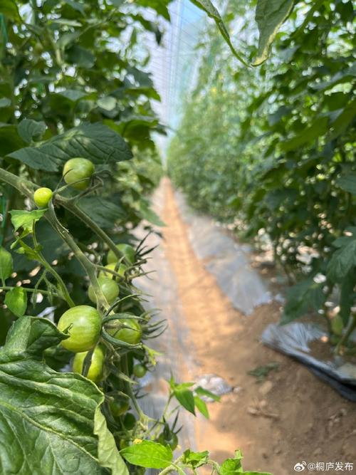 Black tomato cultivation technology