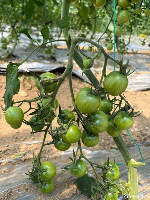 Black tomato cultivation technology