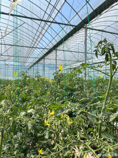 Black tomato cultivation technology