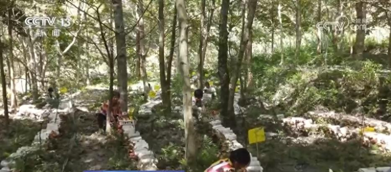 郴州食用菌种植技术