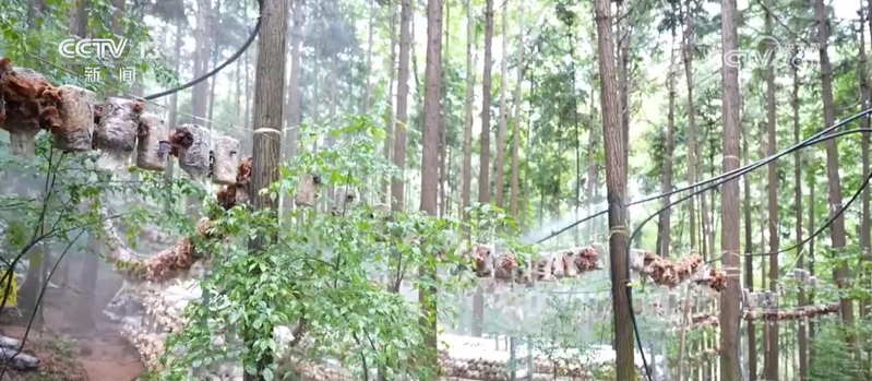 郴州食用菌种植技术