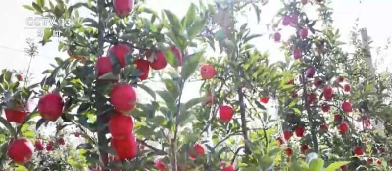 郴州食用菌种植技术