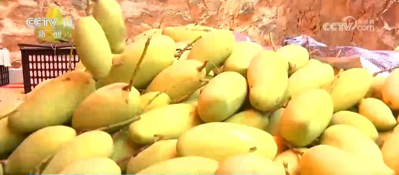 郴州食用菌种植技术