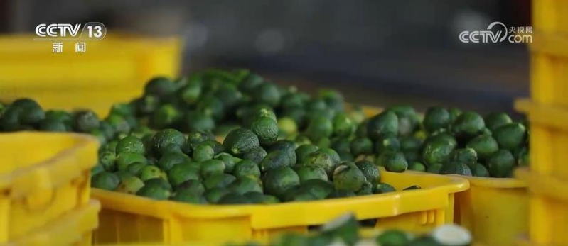 郴州食用菌种植技术