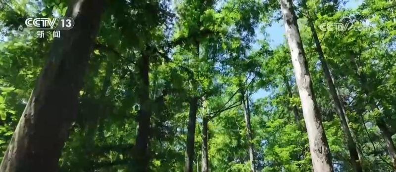 郴州食用菌种植技术