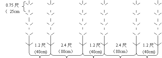 Technology for ultra-high-yield maize cultivation