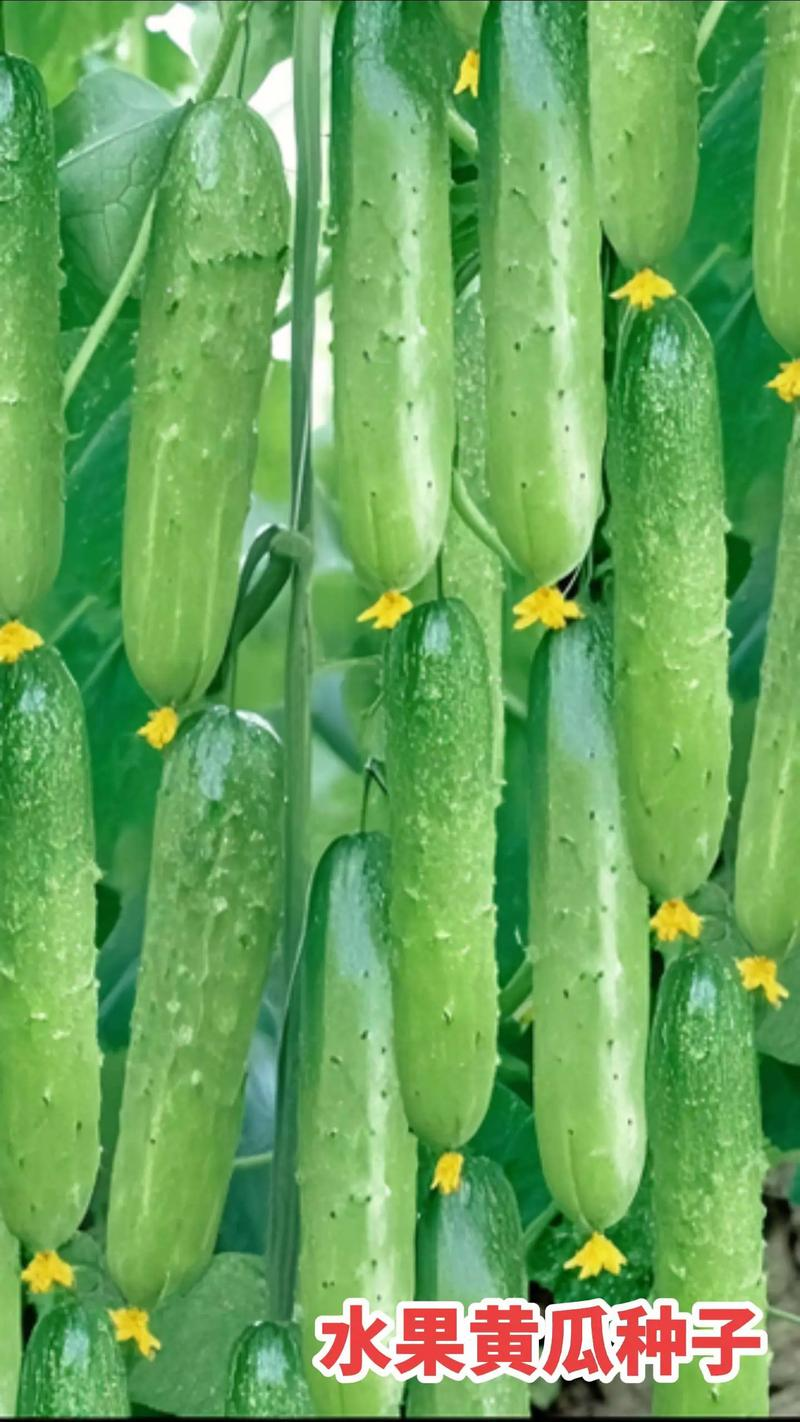 Section 11, melon planting techniques
