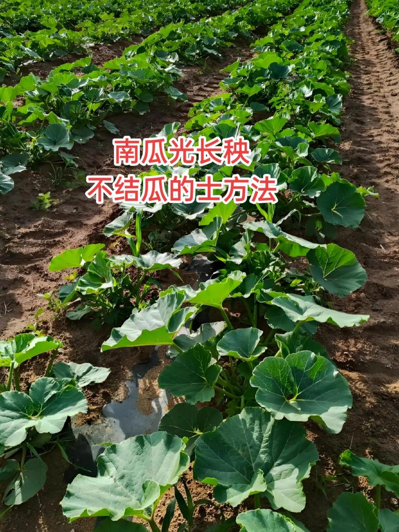 Section 11, melon planting techniques