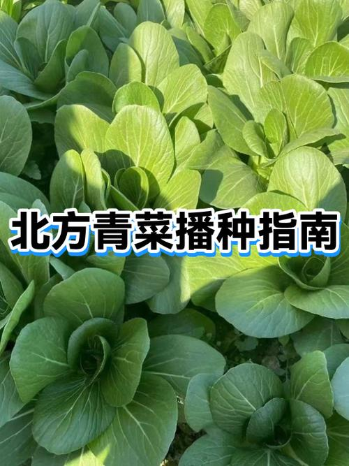 春大棚西红柿种植技术