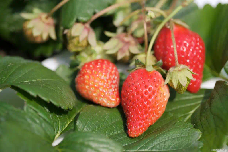 盆栽,草莓,种植,方法