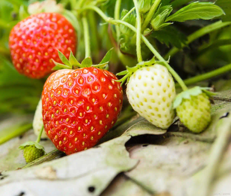 盆栽,草莓,种植,方法