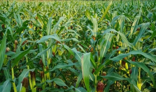 特超高产玉米种植技术