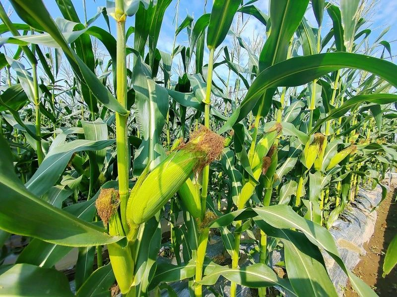 特超高产玉米种植技术