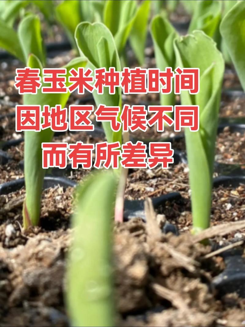 Technology for ultra-high-yield maize cultivation