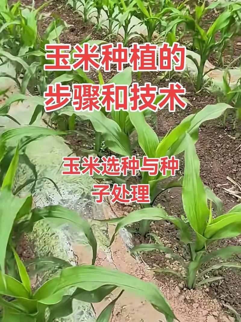 Technology for ultra-high-yield maize cultivation