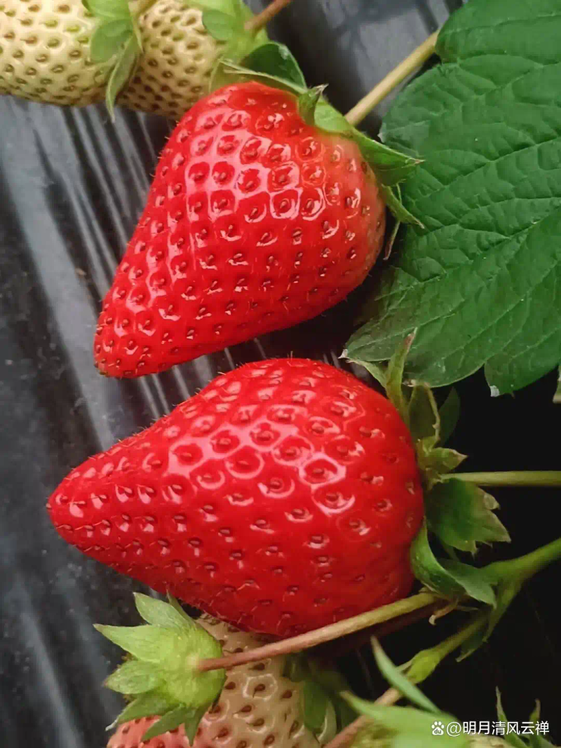 盆栽,草莓,种植,方法