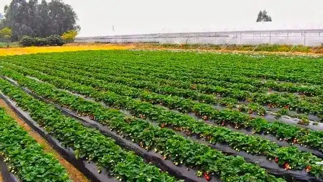 盆栽,草莓,种植,方法