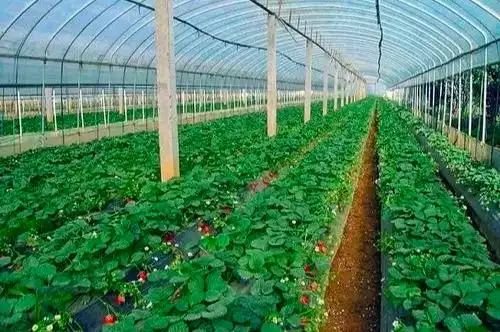 盆栽,草莓,种植,方法