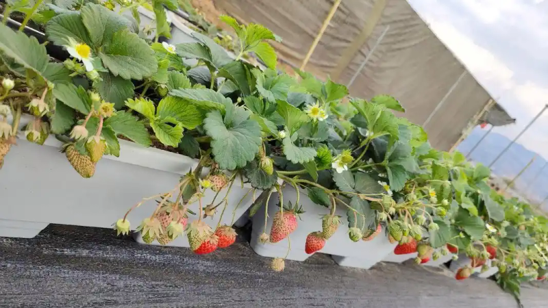 盆栽,草莓,种植,方法