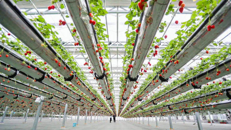 盆栽,草莓,种植,方法