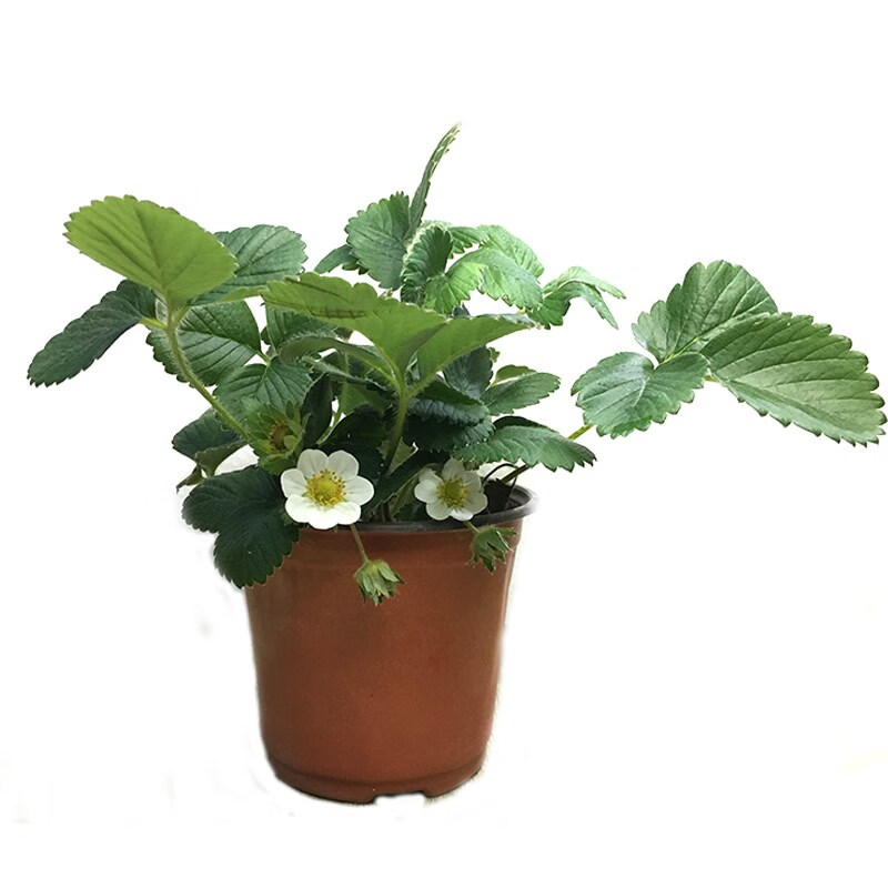 盆栽,草莓,种植,方法