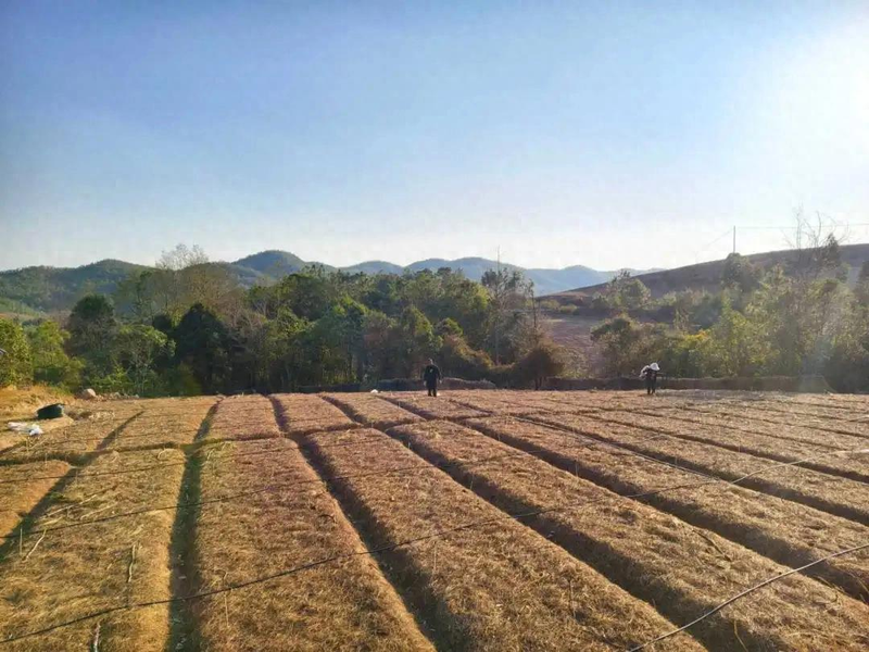 百合种植方法图解