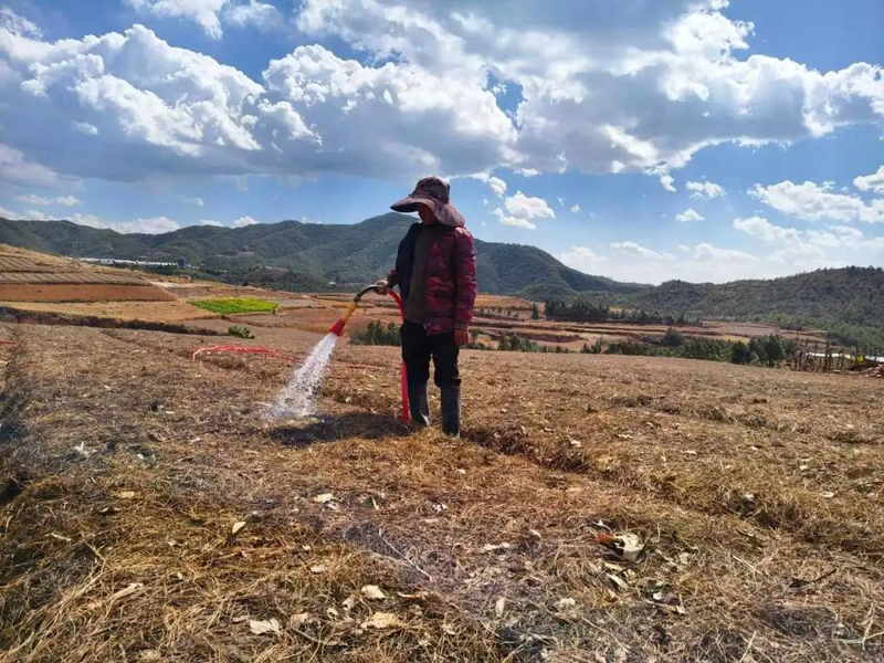 百合种植方法图解