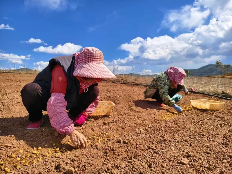 百合种植方法图解