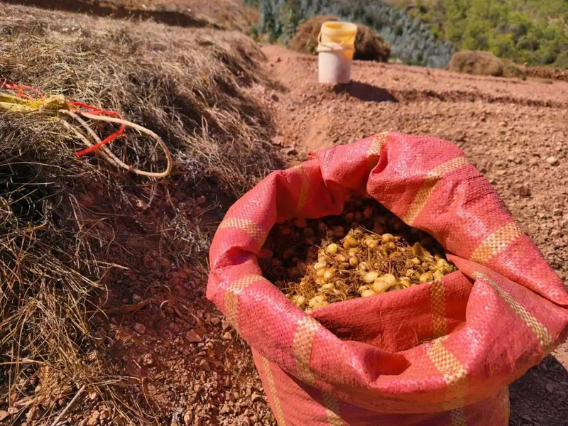 百合种植方法图解