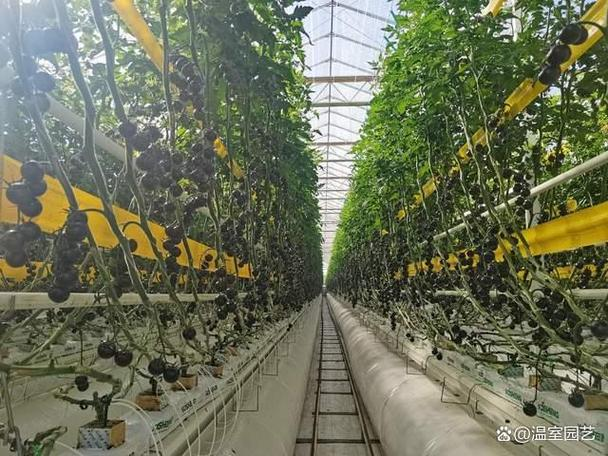 Black tomato cultivation technology
