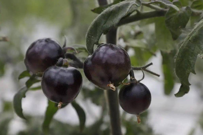 Black tomato cultivation technology