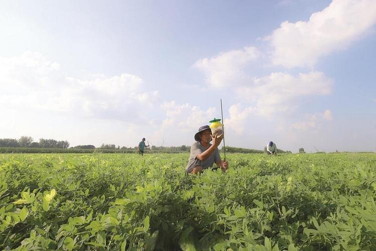 花生种植技术
