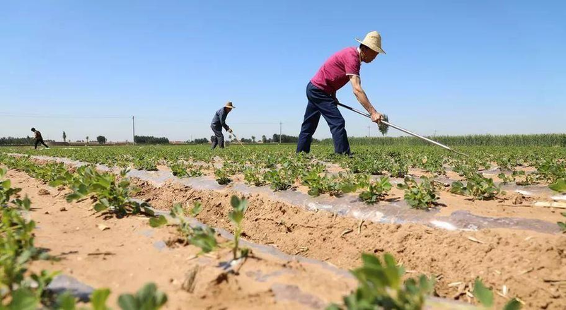 花生种植技术