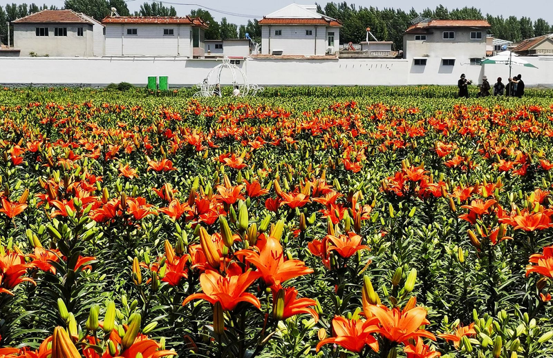 百合种植方法图解