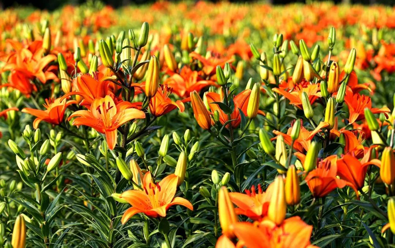 百合种植方法图解