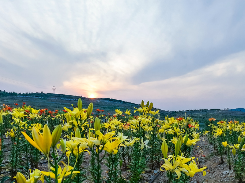 百合种植方法图解
