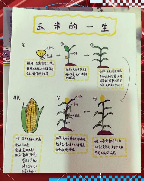 特超高产玉米种植技术
