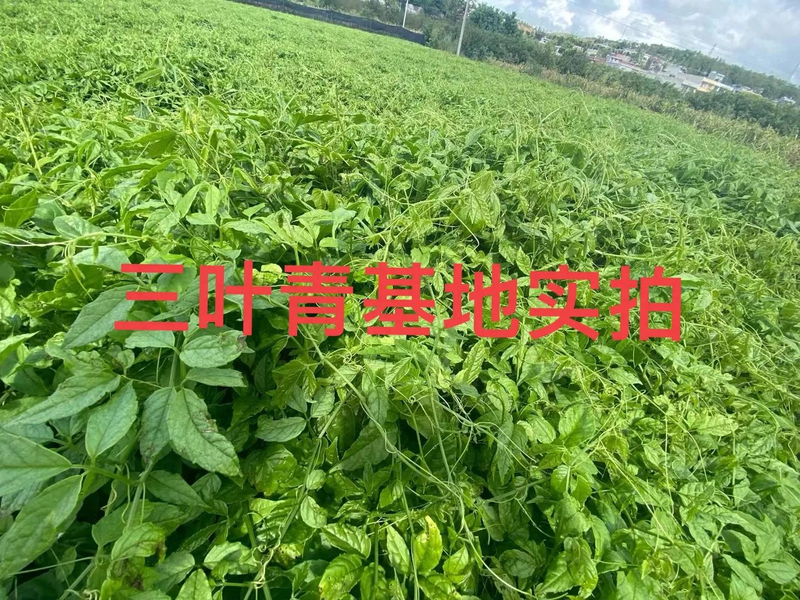 Several chinese drug cultivation techniques