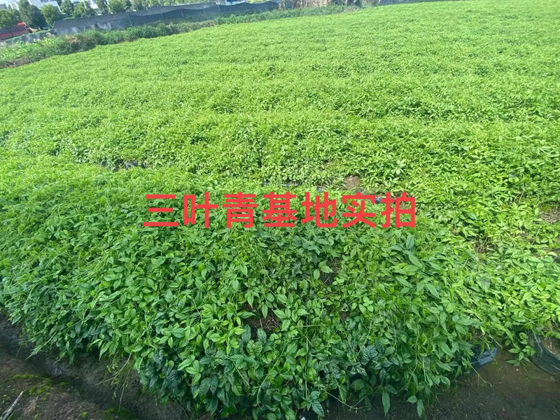 Several chinese drug cultivation techniques