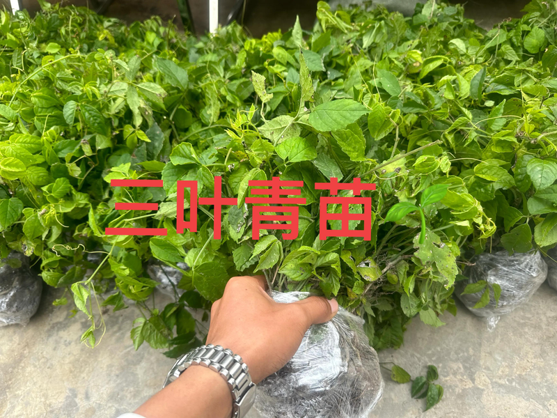 Several chinese drug cultivation techniques
