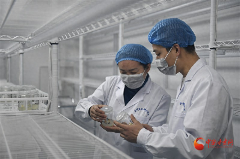 百合种植方法图解