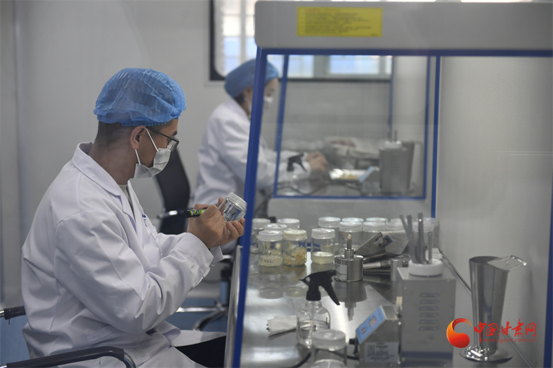 百合种植方法图解