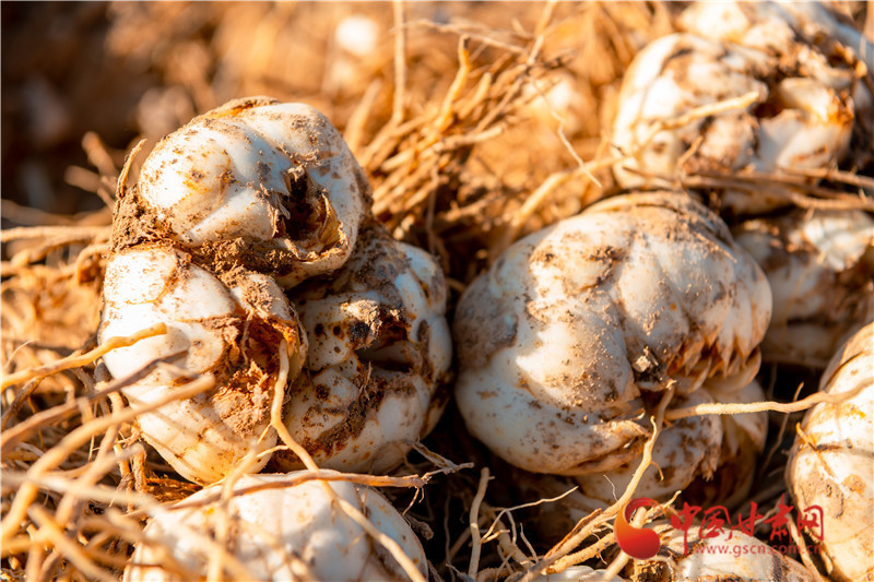 百合种植方法图解