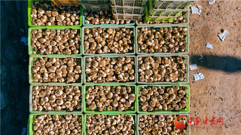 百合种植方法图解