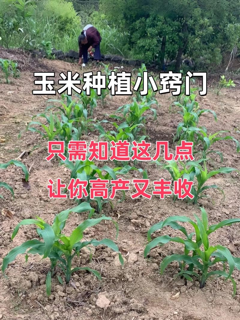 特超高产玉米种植技术