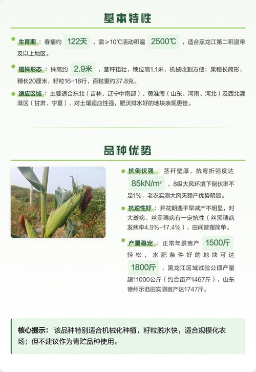 特超高产玉米种植技术