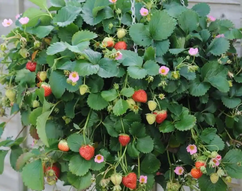 盆栽,草莓,种植,方法