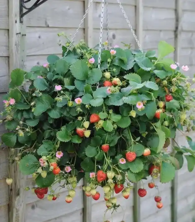 盆栽,草莓,种植,方法