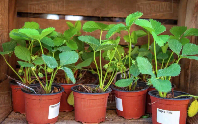 盆栽,草莓,种植,方法
