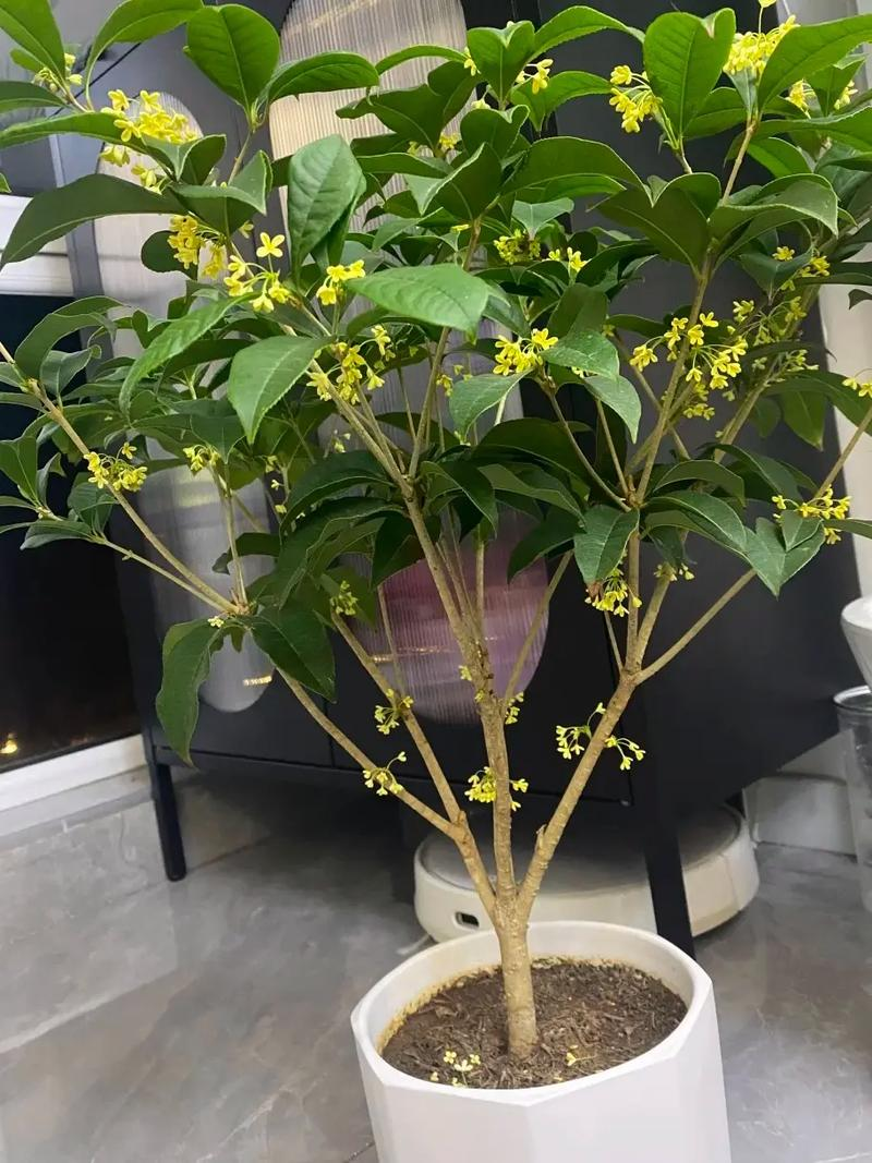 Technology for the planting of cinnamon flowers